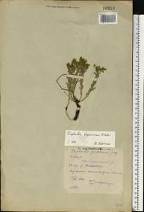 Euphorbia seguieriana Neck., Eastern Europe, Eastern region (E10) (Russia)