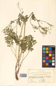 Thalictrum petaloideum L., Siberia, Russian Far East (S6) (Russia)