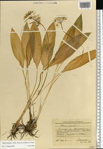 Allium ursinum L., Eastern Europe, Central region (E4) (Russia)