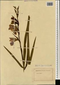 Gladiolus communis L., South Asia, South Asia (Asia outside ex-Soviet states and Mongolia) (ASIA) (Not classified)
