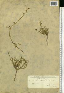 Ephedra distachya L., Eastern Europe, Lower Volga region (E9) (Russia)
