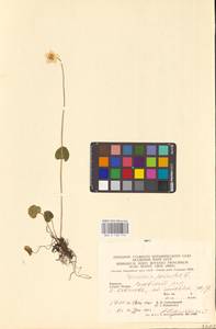 Parnassia palustris L., Eastern Europe, West Ukrainian region (E13) (Ukraine)