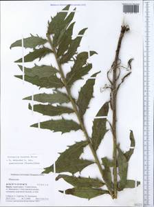 Hieracium sabaudum subsp. quercetorum (Jord. ex Boreau) Zahn, Crimea (KRYM) (Russia)