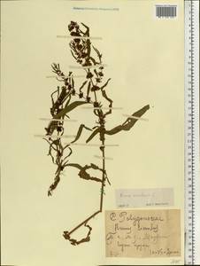 Rumex maritimus L., Eastern Europe, Central forest-and-steppe region (E6) (Russia)