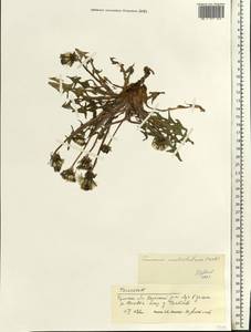 Taraxacum ceratophorum (Ledeb.) DC., Eastern Europe, Central region (E4) (Russia)