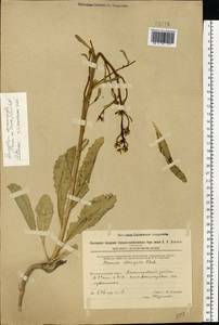 Brassica elongata subsp. integrifolia (Boiss.) Breistr., Eastern Europe, Eastern region (E10) (Russia)