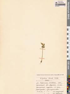 Botrychium boreale Milde, Siberia, Chukotka & Kamchatka (S7) (Russia)