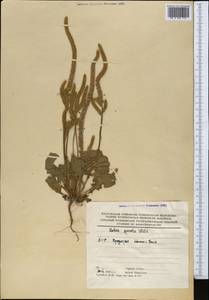 Psylliostachys spicata (Willd.) Nevski, Middle Asia, Kopet Dag, Badkhyz, Small & Great Balkhan (M1) (Turkmenistan)