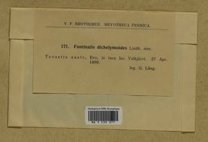 Fontinalis dalecarlica Bruch & Schimp., Bryophytes, Bryophytes - Western Europe (BEu) (Finland)