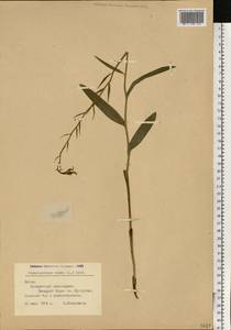 Cephalanthera rubra (L.) Rich., Eastern Europe, Lithuania (E2a) (Lithuania)