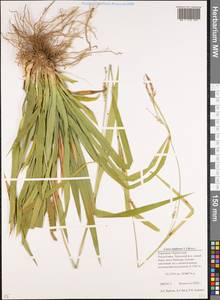 Carex sylvatica subsp. latifrons (V.I.Krecz.) Ö.Nilsson, Caucasus, Stavropol Krai, Karachay-Cherkessia & Kabardino-Balkaria (K1b) (Russia)