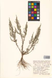 Artemisia taurica Willd., Eastern Europe, Lower Volga region (E9) (Russia)