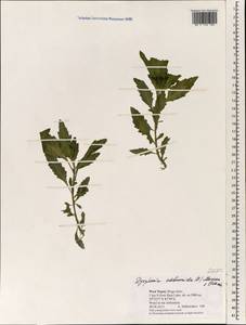 Dysphania ambrosioides (L.) Mosyakin & Clemants, South Asia, South Asia (Asia outside ex-Soviet states and Mongolia) (ASIA) (Nepal)