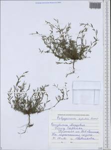 Polygonum neglectum Besser, Eastern Europe, Middle Volga region (E8) (Russia)