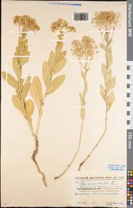 Lepidium draba L., Eastern Europe, North Ukrainian region (E11) (Ukraine)