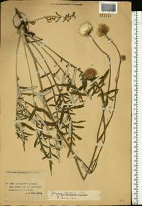 Jurinea cyanoides (L.) Rchb., Eastern Europe, Lower Volga region (E9) (Russia)