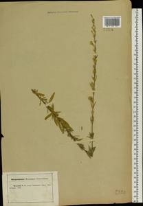 Silene tatarica (L.) Pers., Eastern Europe, Central forest-and-steppe region (E6) (Russia)