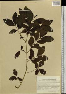 Syringa reticulata (Blume) H.Hara, Siberia, Russian Far East (S6) (Russia)