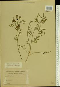 Astragalus arenarius L., Eastern Europe, Central region (E4) (Russia)