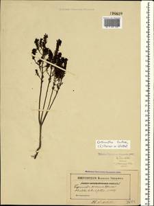 Odontites luteus (L.) Clairv., Crimea (KRYM) (Russia)