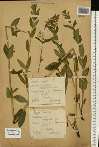 Nepeta nuda subsp. nuda, Eastern Europe, Central region (E4) (Russia)