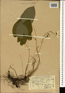 Epimedium pinnatum subsp. colchicum (Boiss.) N. Busch, Caucasus, Krasnodar Krai & Adygea (K1a) (Russia)