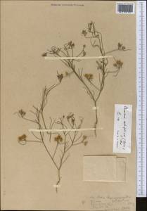 Cuminum setifolium (Boiss.) Koso-Pol., Middle Asia, Muyunkumy, Balkhash & Betpak-Dala (M9) (Kazakhstan)