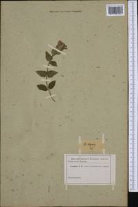 Scutellaria alpina L., Siberia (no precise locality) (S0) (Russia)