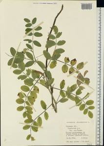 Astragalus glycyphyllos L., Eastern Europe, North-Western region (E2) (Russia)