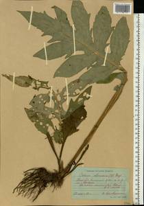 Cirsium oleraceum (L.) Scop., Eastern Europe, Moscow region (E4a) (Russia)