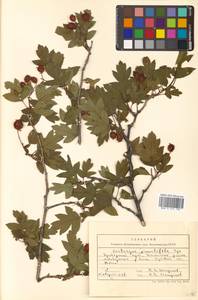 Crataegus pinnatifida Bunge, Siberia, Russian Far East (S6) (Russia)