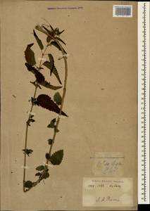 Urtica dioica L., Caucasus (no precise locality) (K0)