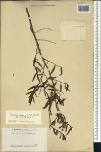 Prunus incana (Pall.) Steven, Caucasus, Armenia (K5) (Armenia)