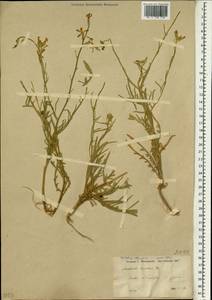 Matthiola longipetala (Vent.) DC., South Asia, South Asia (Asia outside ex-Soviet states and Mongolia) (ASIA) (Turkey)