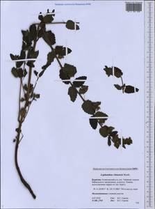 Nepeta lophanthus (L.) Fisch. ex Loew, Siberia, Baikal & Transbaikal region (S4) (Russia)