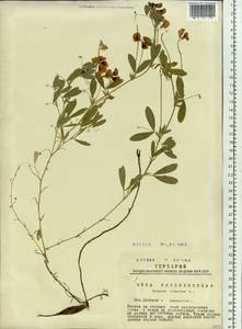 Lathyrus tuberosus L., Siberia, Western Siberia (S1) (Russia)