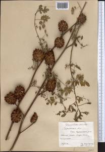Glycyrrhiza echinata L., Middle Asia, Caspian Ustyurt & Northern Aralia (M8) (Kazakhstan)
