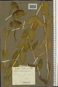 Silene chalcedonica (L.) E. H. L. Krause, Eastern Europe, Middle Volga region (E8) (Russia)