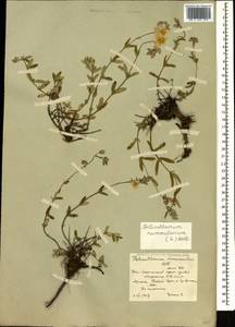 Helianthemum nummularium (L.) Mill., Caucasus, South Ossetia (K4b) (South Ossetia)