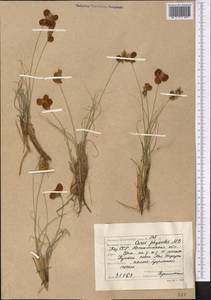Carex physodes M.Bieb., Middle Asia, Caspian Ustyurt & Northern Aralia (M8) (Kazakhstan)