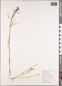 Dianthus pallens M. Bieb., Caucasus, Black Sea Shore (from Novorossiysk to Adler) (K3) (Russia)
