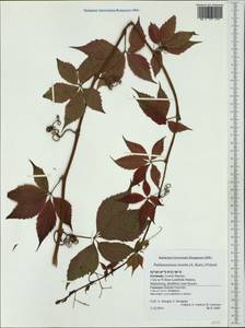 Parthenocissus inserta (A. Kern.) Fritsch, Western Europe (EUR) (Germany)