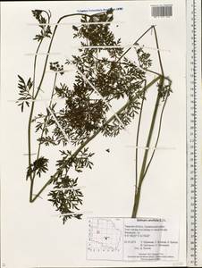 Selinum carvifolia (L.) L., Eastern Europe, North-Western region (E2) (Russia)