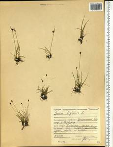 Juncus biglumis L., Siberia, Central Siberia (S3) (Russia)