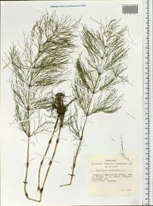 Equisetum sylvaticum L., Siberia, Altai & Sayany Mountains (S2) (Russia)