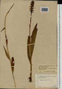 Gymnadenia conopsea (L.) R.Br., Eastern Europe, Central forest-and-steppe region (E6) (Russia)