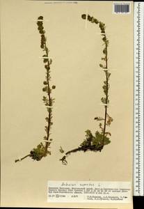 Artemisia rupestris L., Mongolia (MONG) (Mongolia)