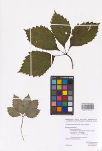 Parthenocissus quinquefolia (L.) Planch., Eastern Europe, Central region (E4) (Russia)