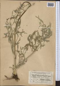 Libanotis unicaulis Korov., Middle Asia, Northern & Central Tian Shan (M4) (Kyrgyzstan)