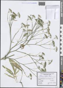 Falcaria vulgaris Bernh., South Asia, South Asia (Asia outside ex-Soviet states and Mongolia) (ASIA) (Iran)